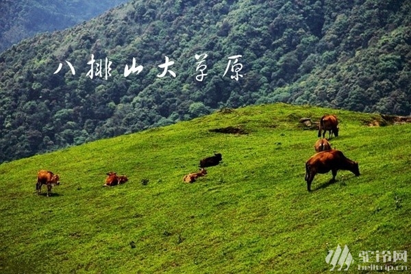 (4)【成行】廣東“武功山” 羅定八排山最美高山草甸-戶外活動圖-駝鈴網(wǎng)