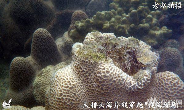 (4)大排頭海岸線穿越 泅渡海溝 看珊瑚-戶外活動(dòng)圖-駝鈴網(wǎng)