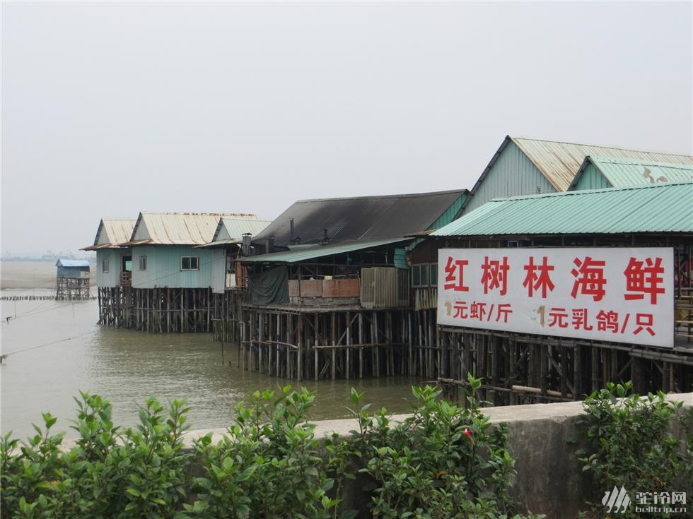 (6)番禺海鷗島農(nóng)莊海鮮騎行一日休閑游AA約伴-戶外活動圖-駝鈴網(wǎng)