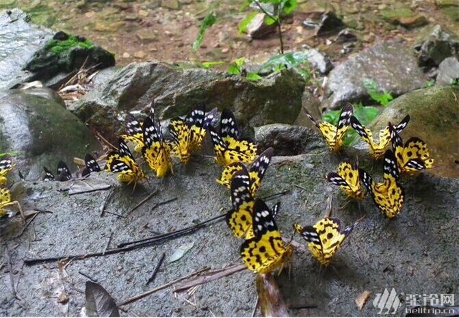 (8)走進最美廣西---大騰峽2日休閑游-戶外活動圖-駝鈴網(wǎng)