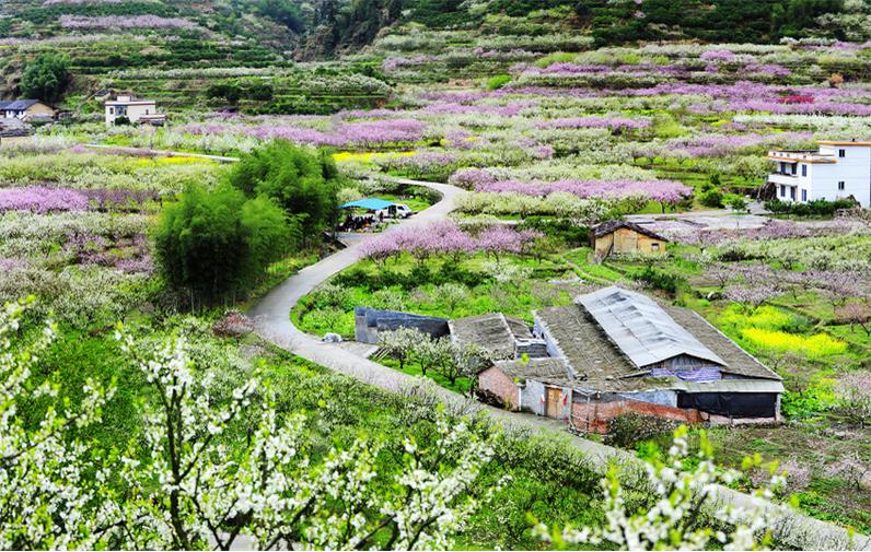 (1)人間三月芳菲盡，九峰桃花始盛開 ---韶關(guān)九峰賞花活動約伴-戶外活動圖-駝鈴網(wǎng)