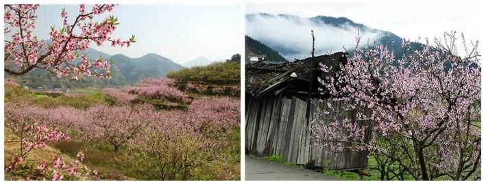 (2)人間三月芳菲盡，九峰桃花始盛開 ---韶關(guān)九峰賞花活動約伴-戶外活動圖-駝鈴網(wǎng)